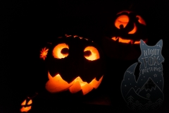 Nightfox-Pictures-1007