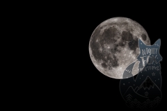 Nightfox-Pictures-1004